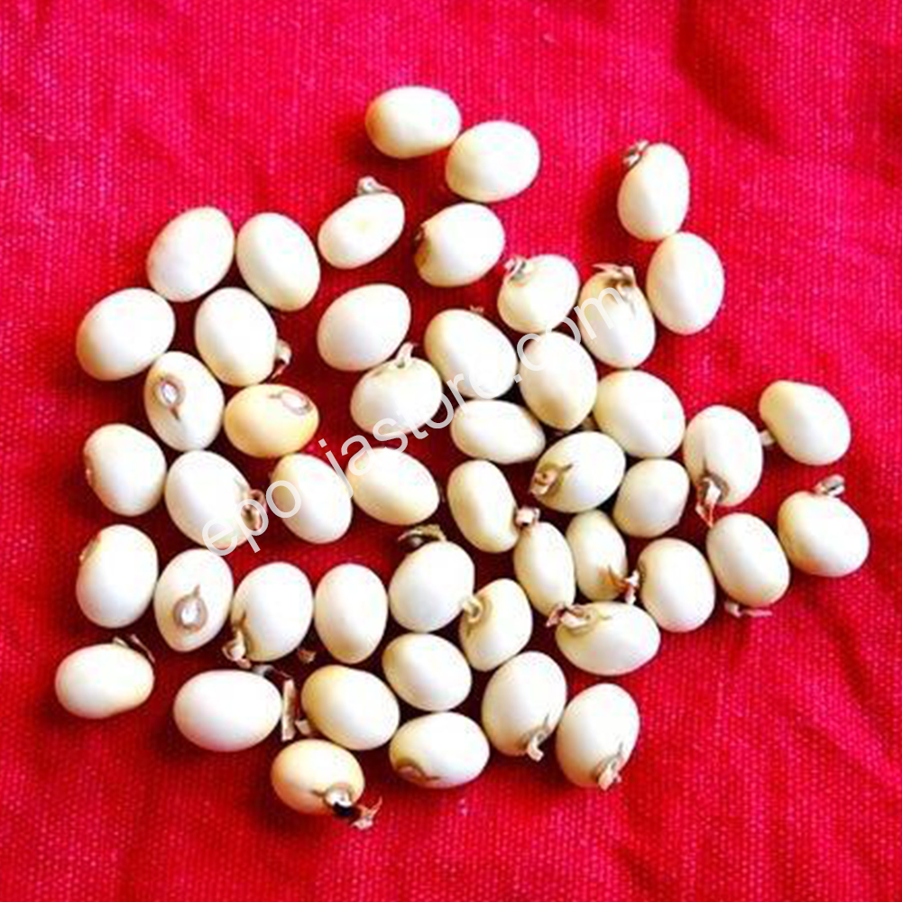Gunja/Chirmi/Chirmi Seeds/Rosary Pea (9 PCS)