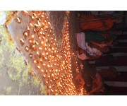 Karthika Masam Special - Sahasra Deepalankarana on 25th Nov 2024 at Srisailam