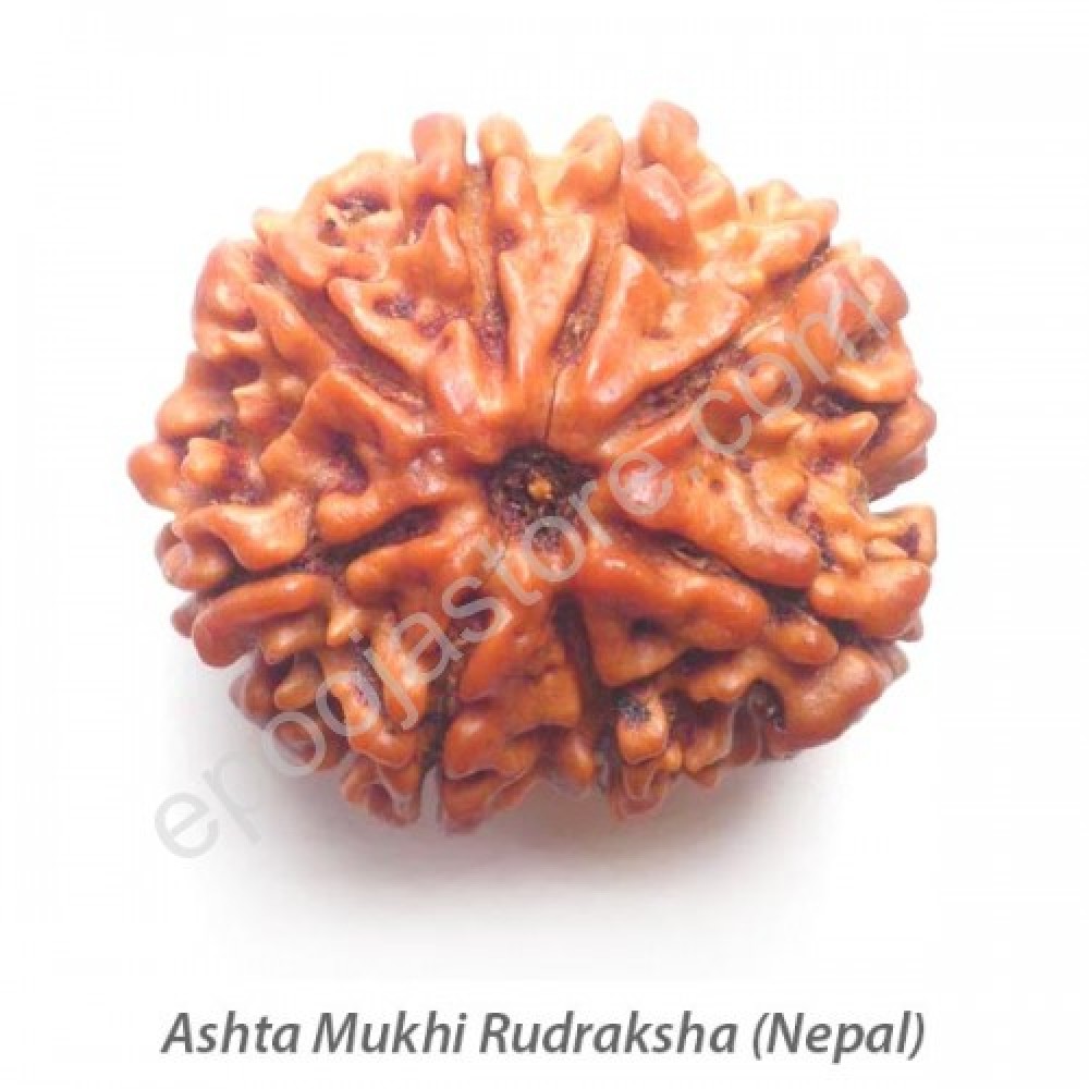 Ashta Mukhi Rudraksha 