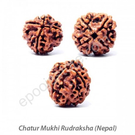 Chatur Mukhi Rudraksha 