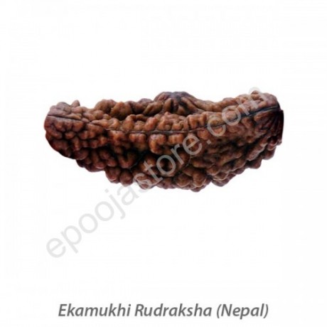 Ekamukhi Rudraksha