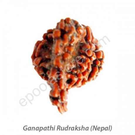 Ganesha Rudraksha