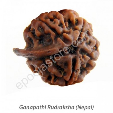 Ganesha Rudraksha