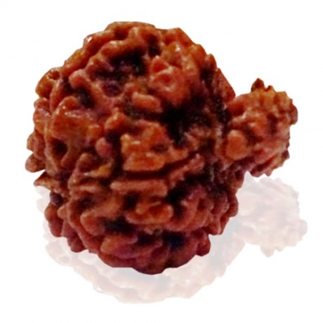 Garbha Gowri Rudraksha 