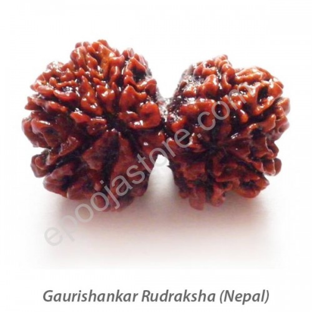 Gowrishankar Rudraksha