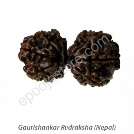 Gowrishankar Rudraksha