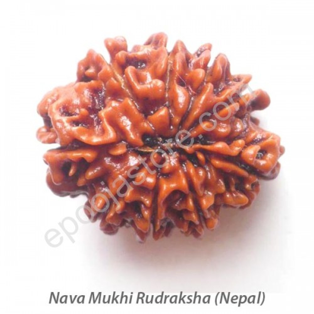 Nava Mukhi Rudraksha