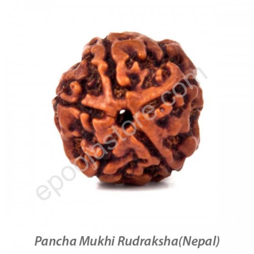 Pancha Mukhi Rudraksha
