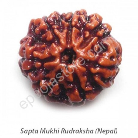 Sapta Mukhi Rudraksha 