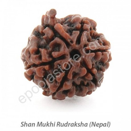 Shan Mukhi (6 Face) Rudraksha 