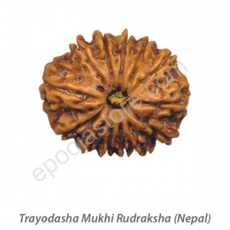 Trayodasha Mukhi Rudraksha
