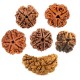 Rudraksha is a wonderful gift of Lord Shiva